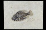 Bargain, Fossil Fish (Cockerellites) - Green River Formation #113883-1